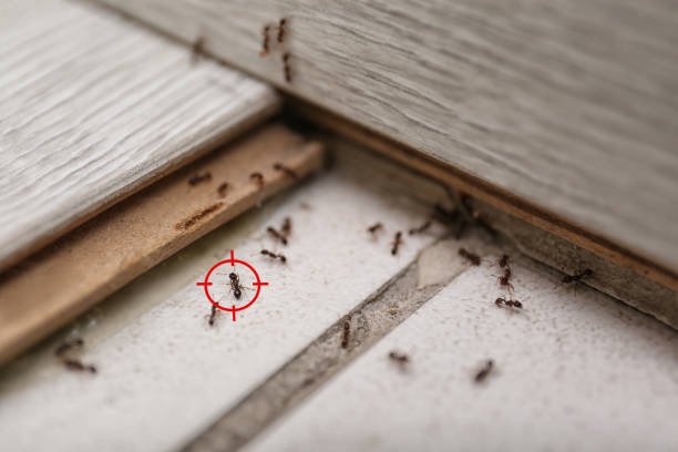 Reliable North Shore, CA Pest Control Solutions